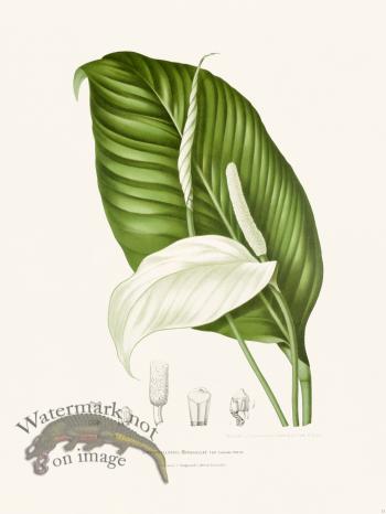 Horticulture of Java 13